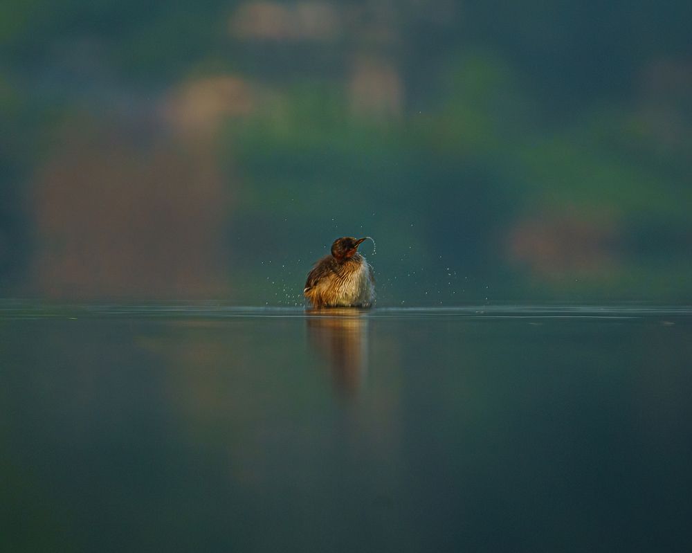 Фотография автора Hari Venkatesh