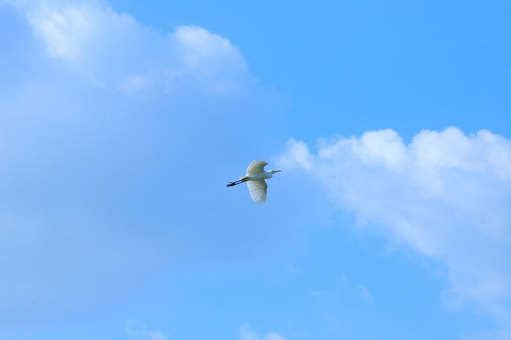 duck