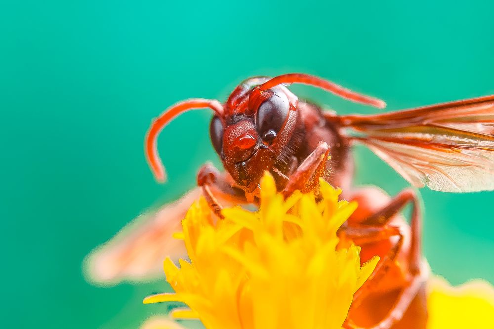 Macro Marvels: The Greater Banded Hornet Up Close