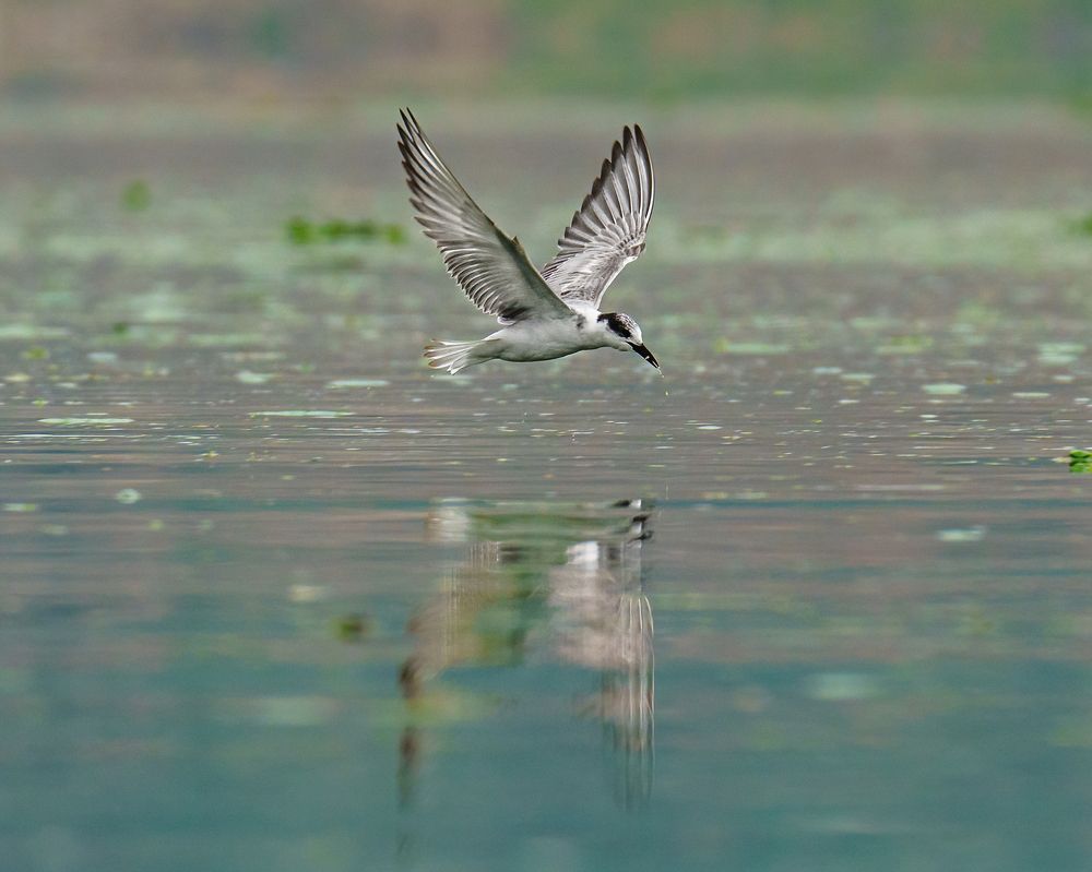 Фотография автора Hari Venkatesh