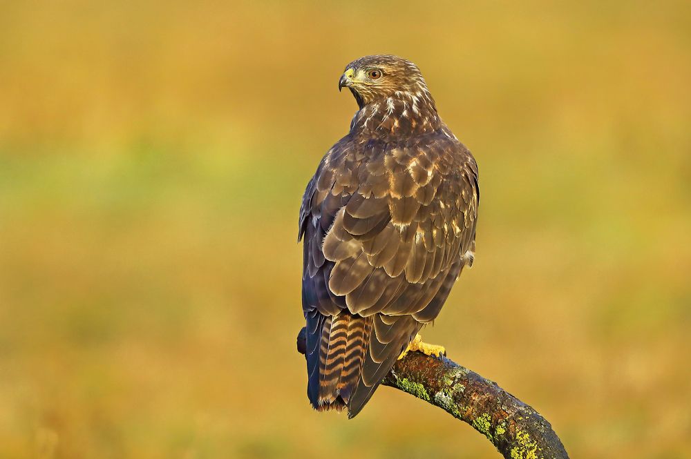 Фотография автора Гусар Александр
