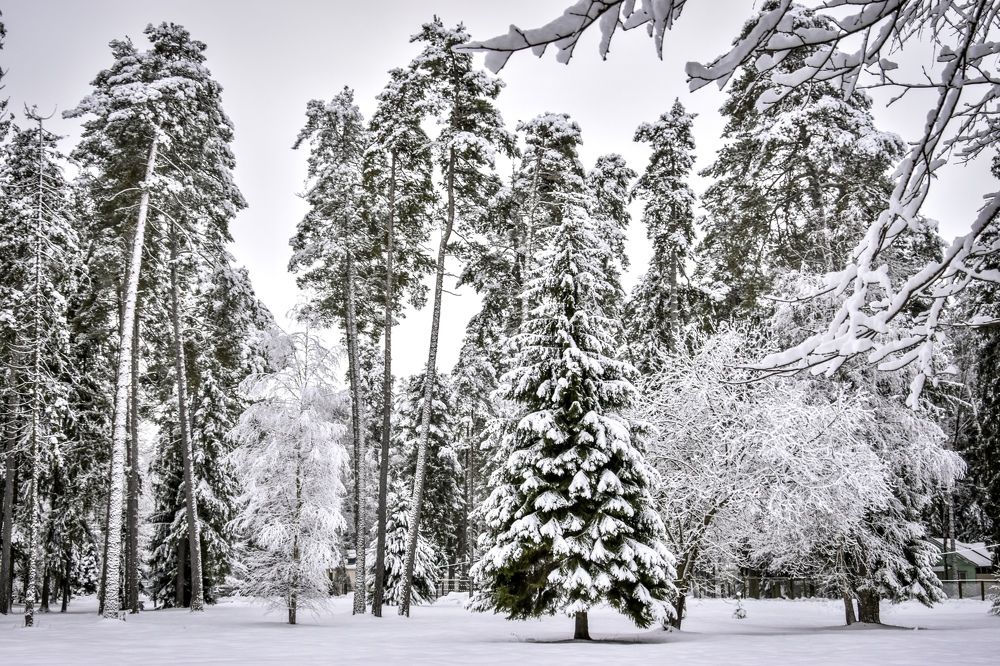 Photograph by Ольга Семина