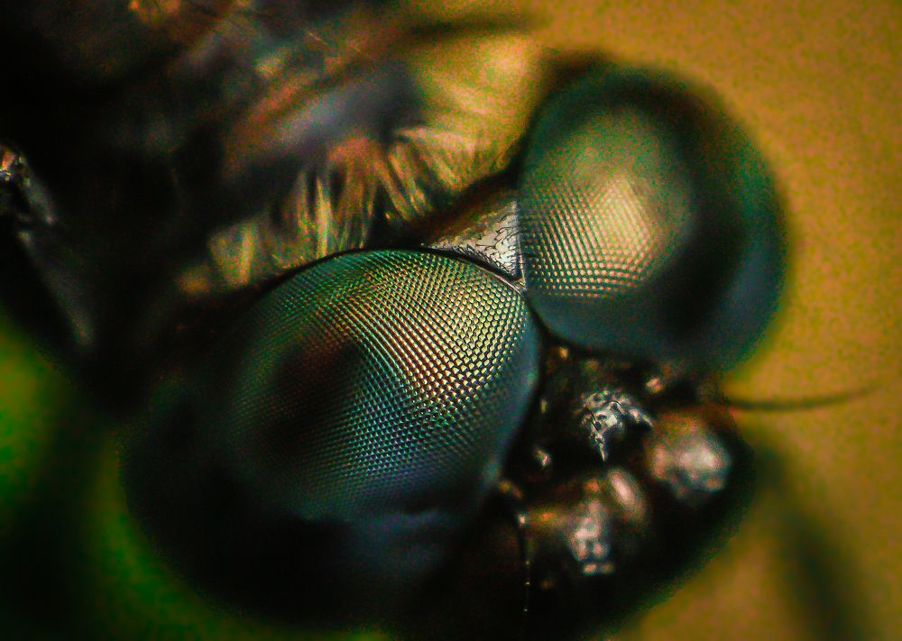 Ephemeral Gaze: The World through Dragonfly Eyes