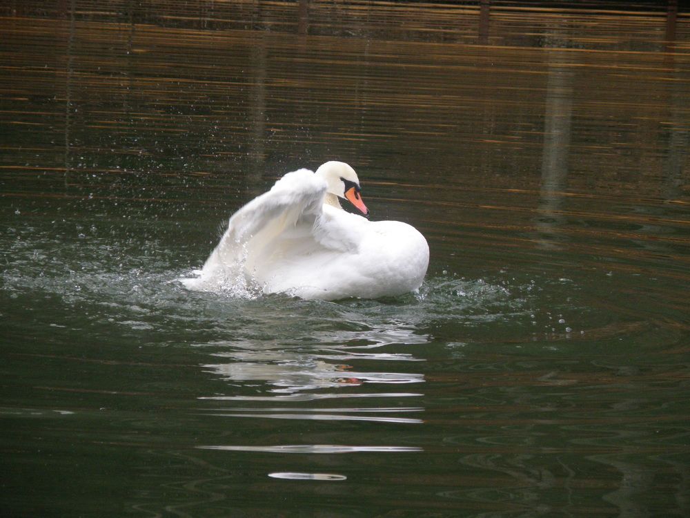 Photograph by Константин