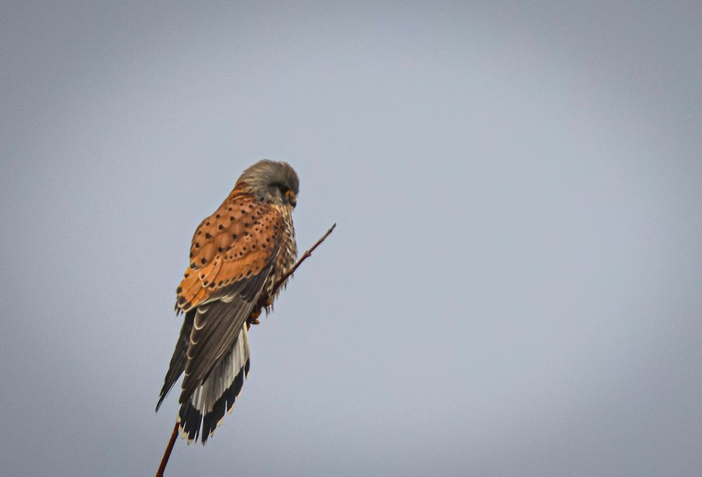 Photograph by Eva Wiedemann