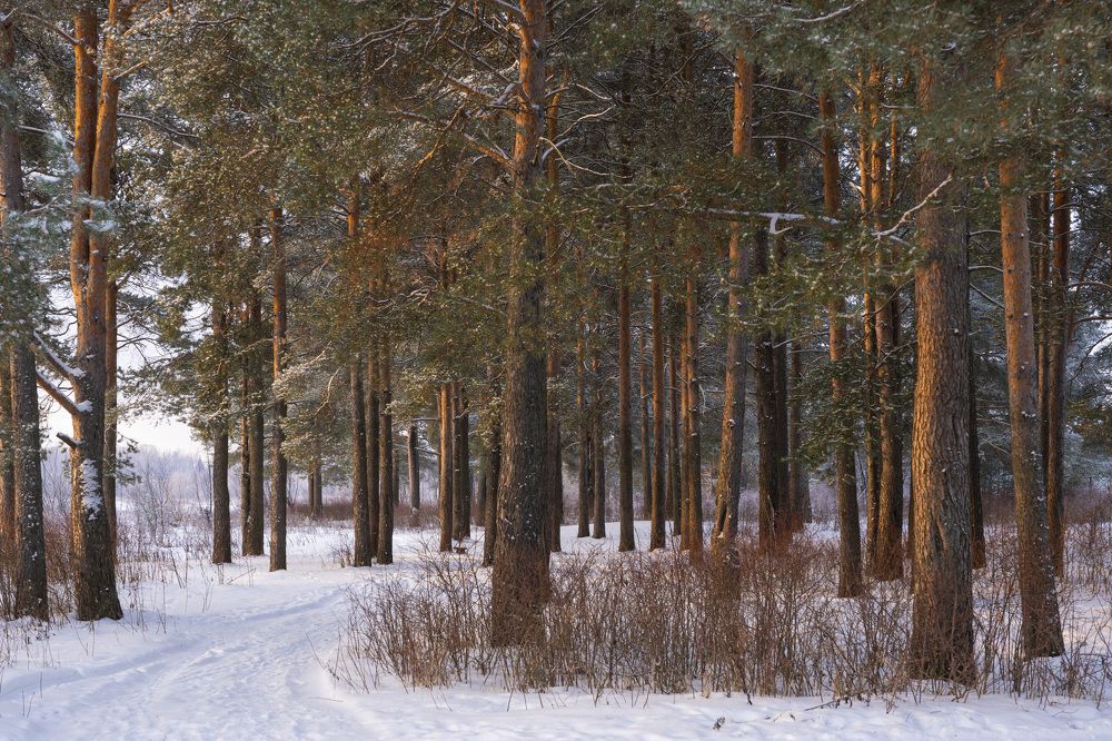Photograph by Светлана Волкова