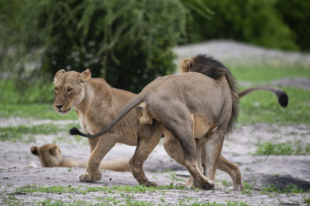 Царские страсти