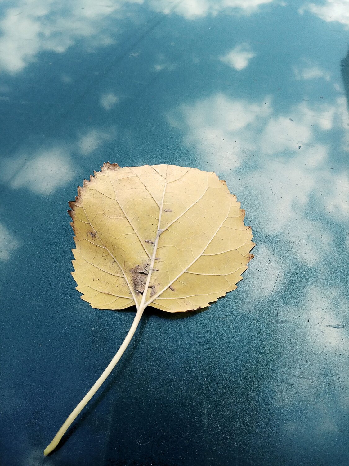 Photo #10052405