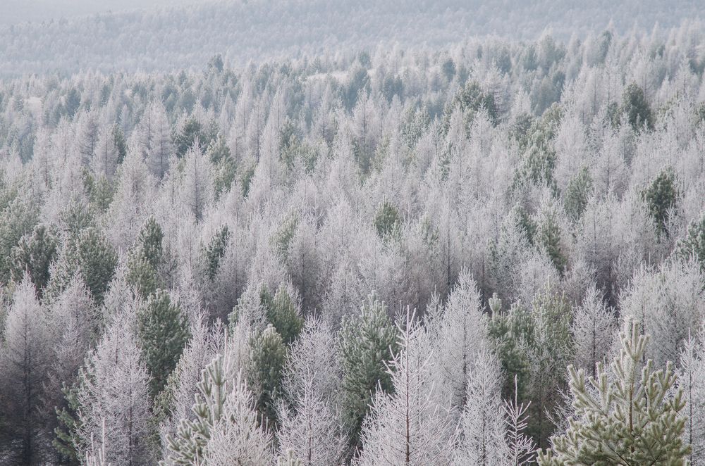 Photograph by Дмитрий Зуев