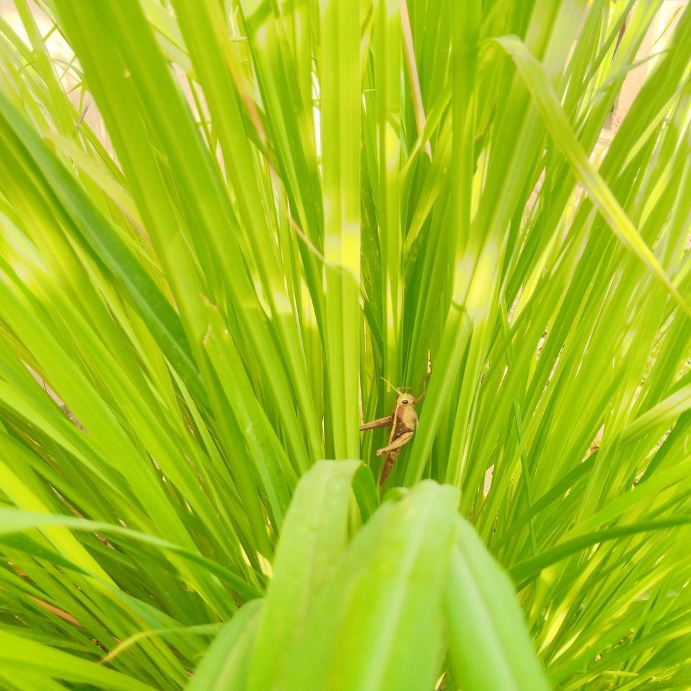 A locust placed on lemon leaves