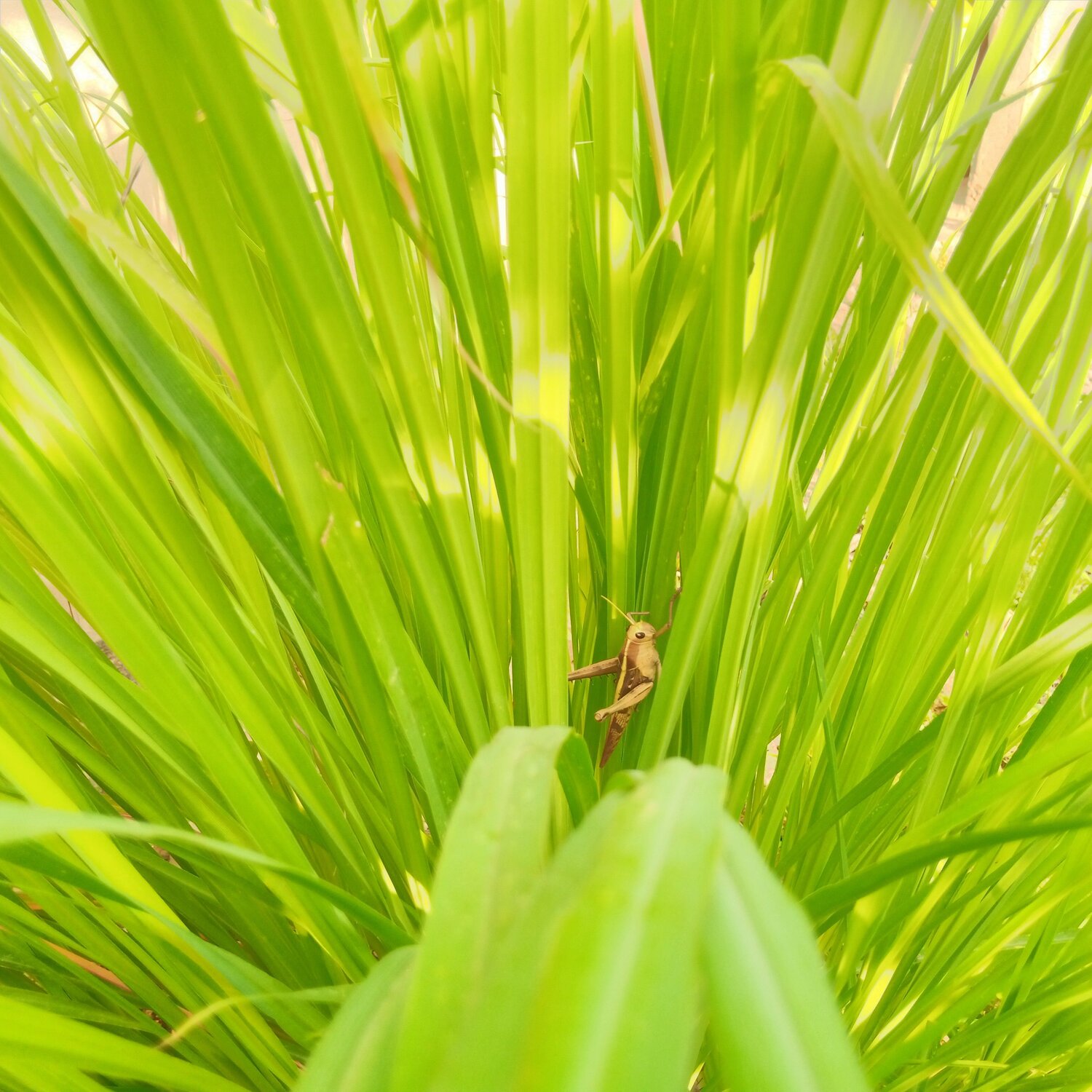 A locust placed on lemon leaves