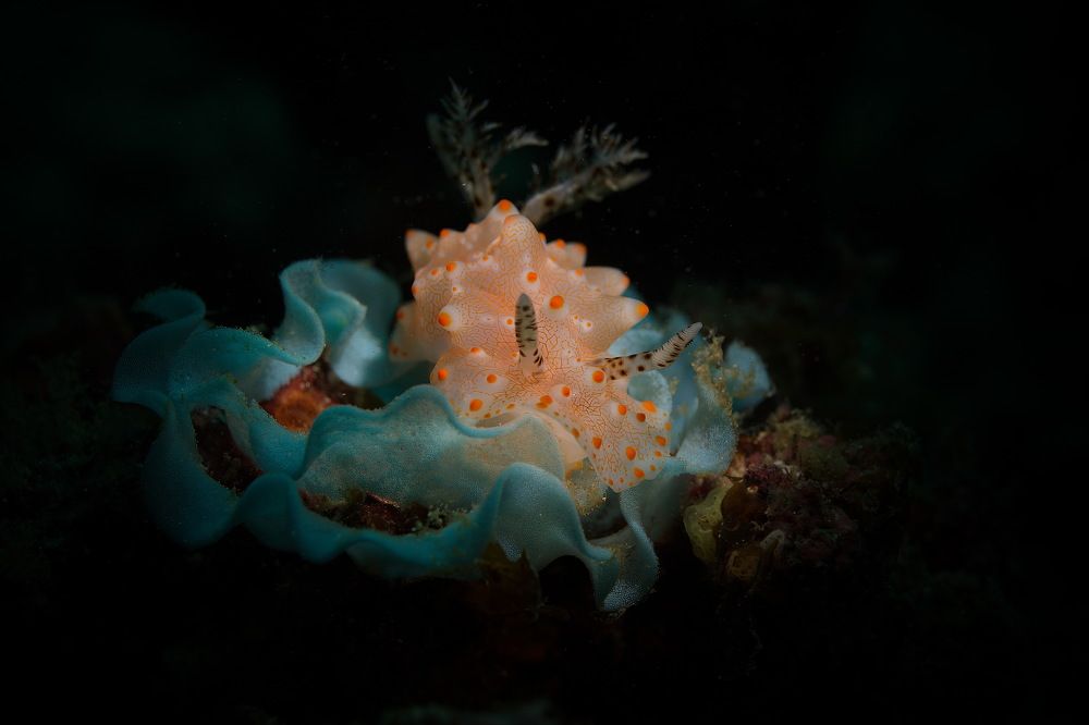 Фотография автора Владимир Чубенко