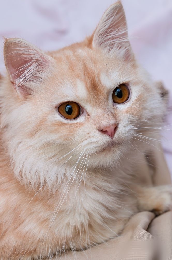 Фотография автора ebrahim omar