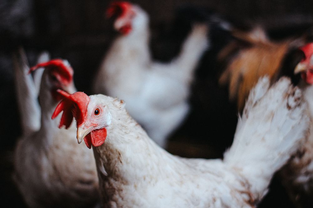 Куриное царство