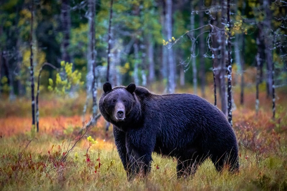 Photograph by Vita Potomova