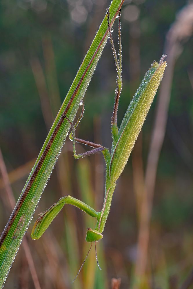 Фотография автора Зайцев Роман
