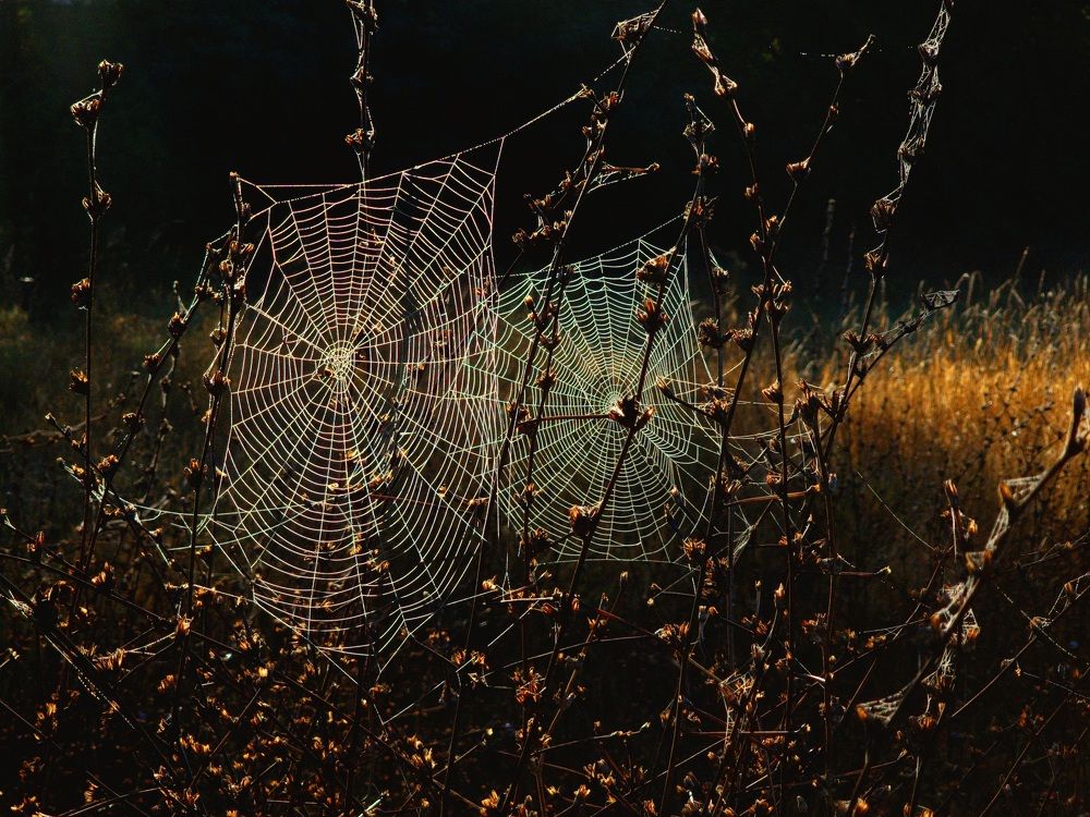 Photograph by Лариса Когтева