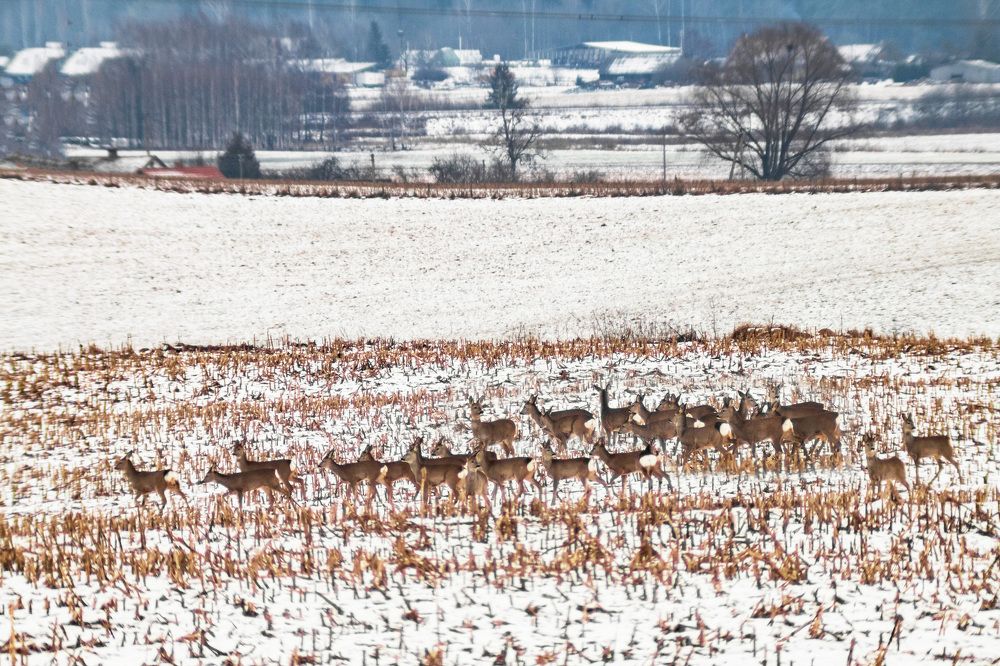 Photograph by Rasita Li