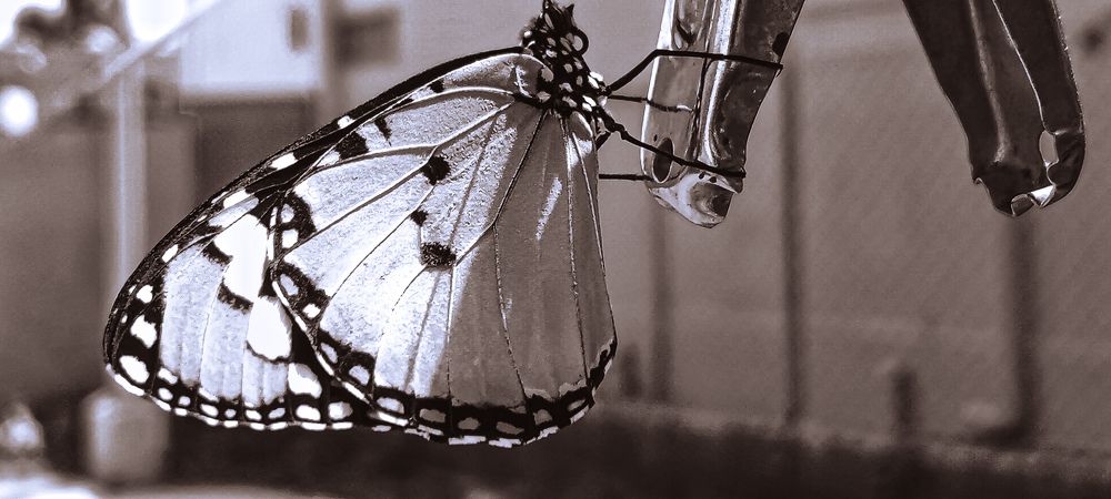 Photograph by Ashiq ilahi Ashiq ilahi