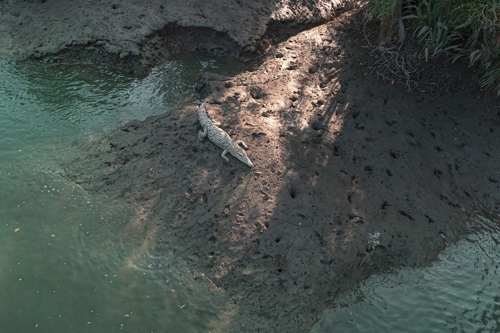 White crocodile