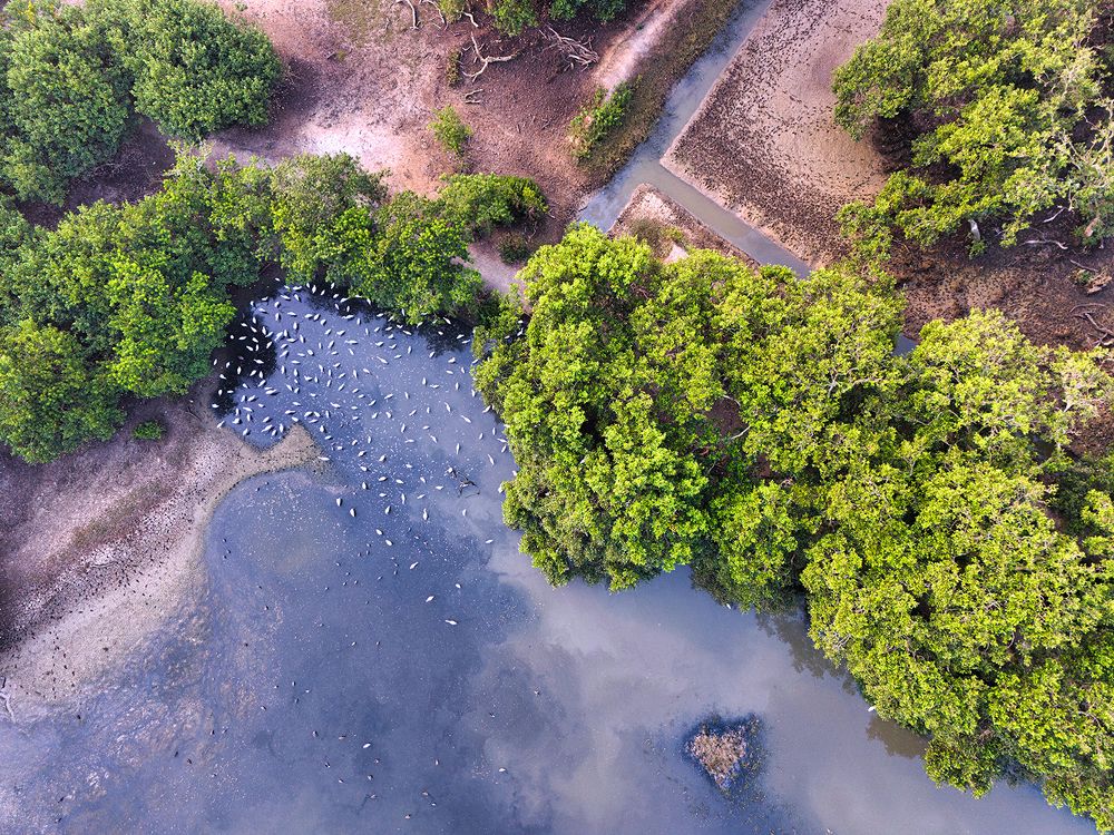 Birds on the waterbody