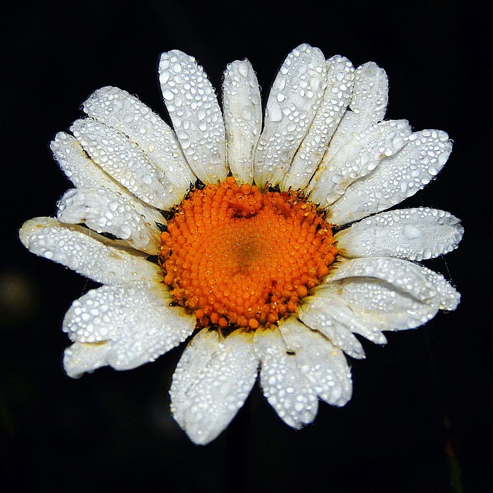 Photograph by Юрий Пучков