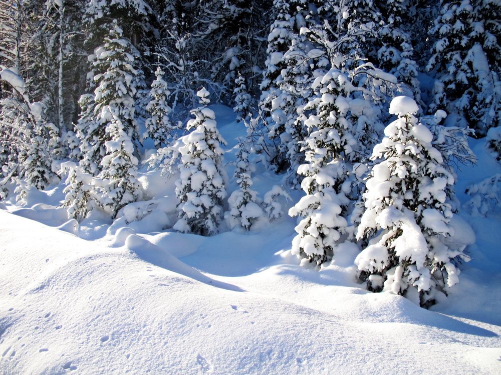 Фотография автора Сергей Тимофеев