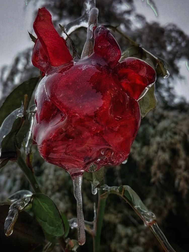 Photograph by Анжелика