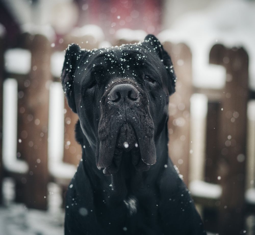 Photograph by Елена Раздвилова