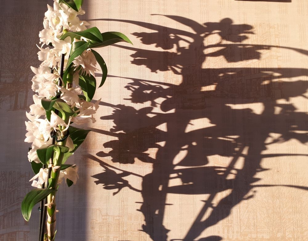 Photograph by Людмила Ковалева