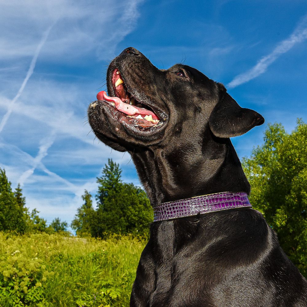 Photograph by Морган Генри Ричард