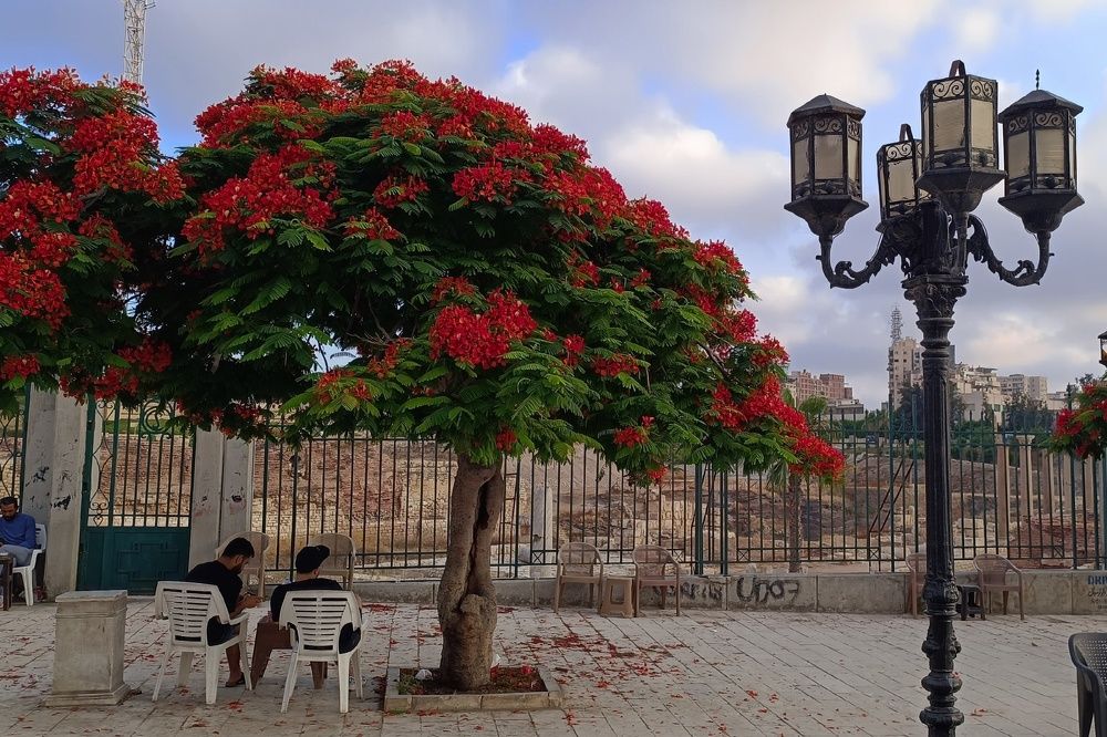 Фотография автора ebrahim omar