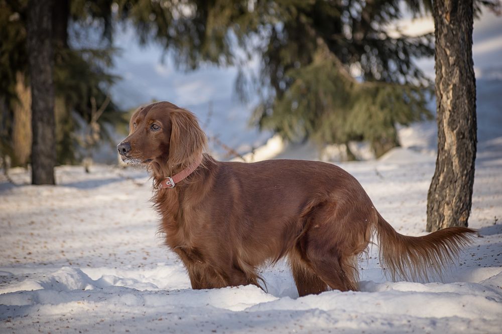 Зимняя прогулка.