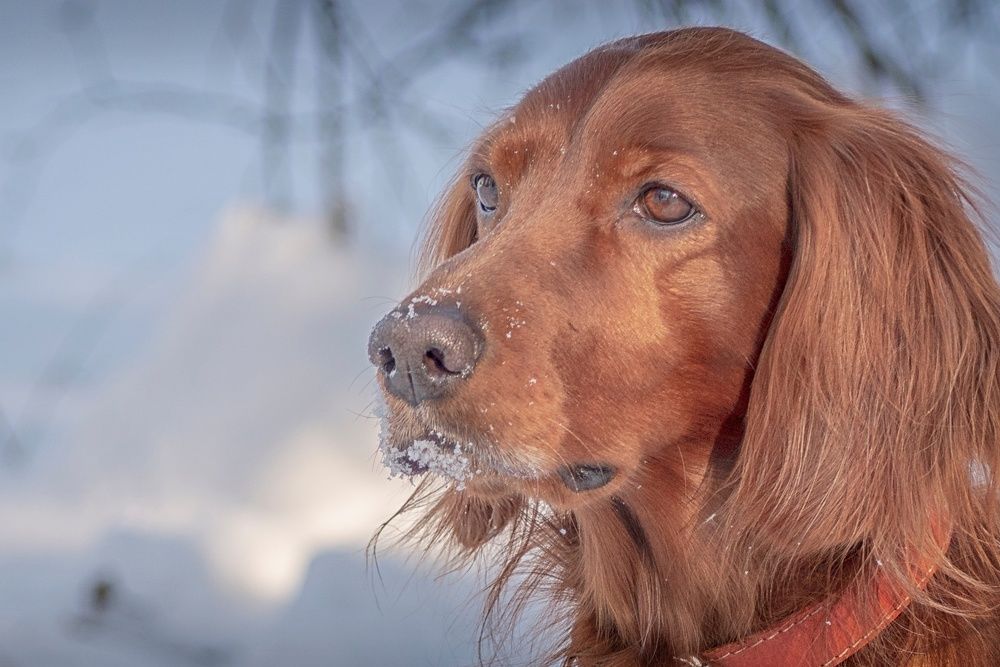 Зимняя прогулка.