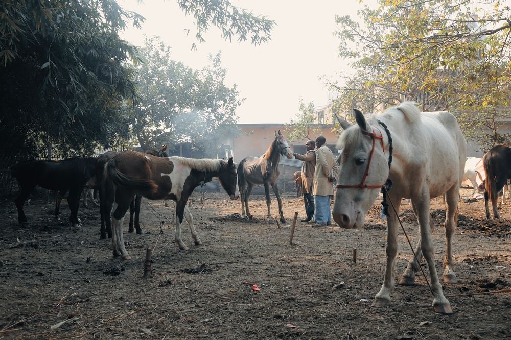 Фотография автора Mohammad Asif