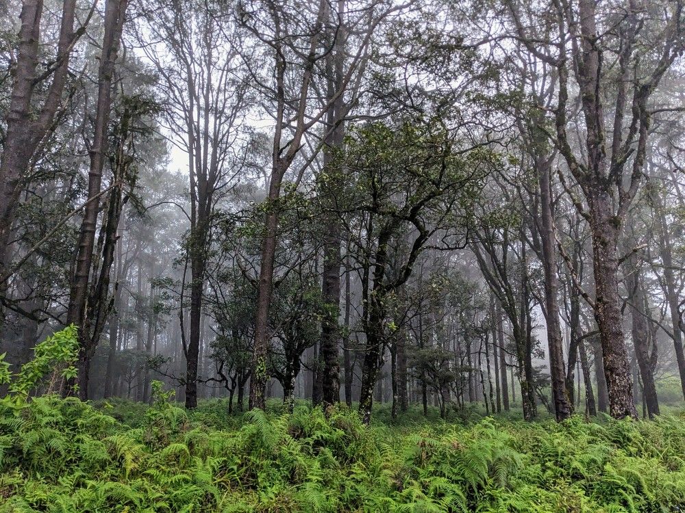 Mystical Nuwara Eliya: Verdant Forest Enigma