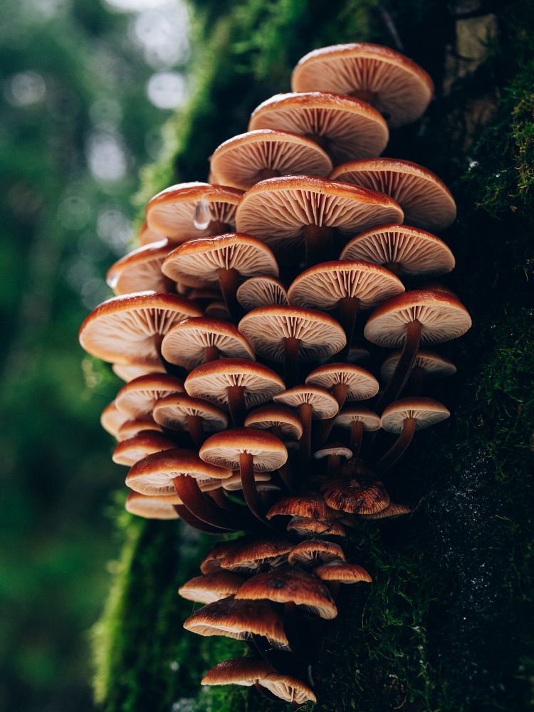 Ложные опята