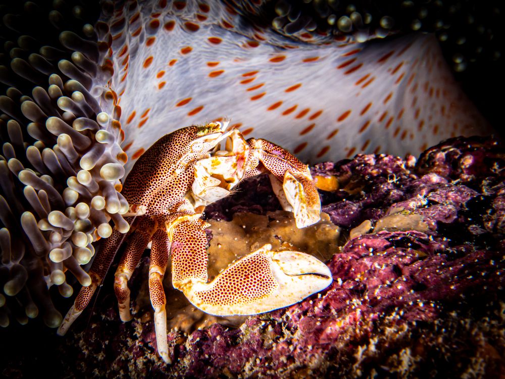 Photograph by Alexander Plakida