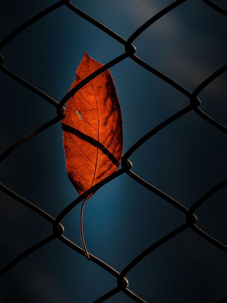 Фотография автора Mahdi Mohammadi