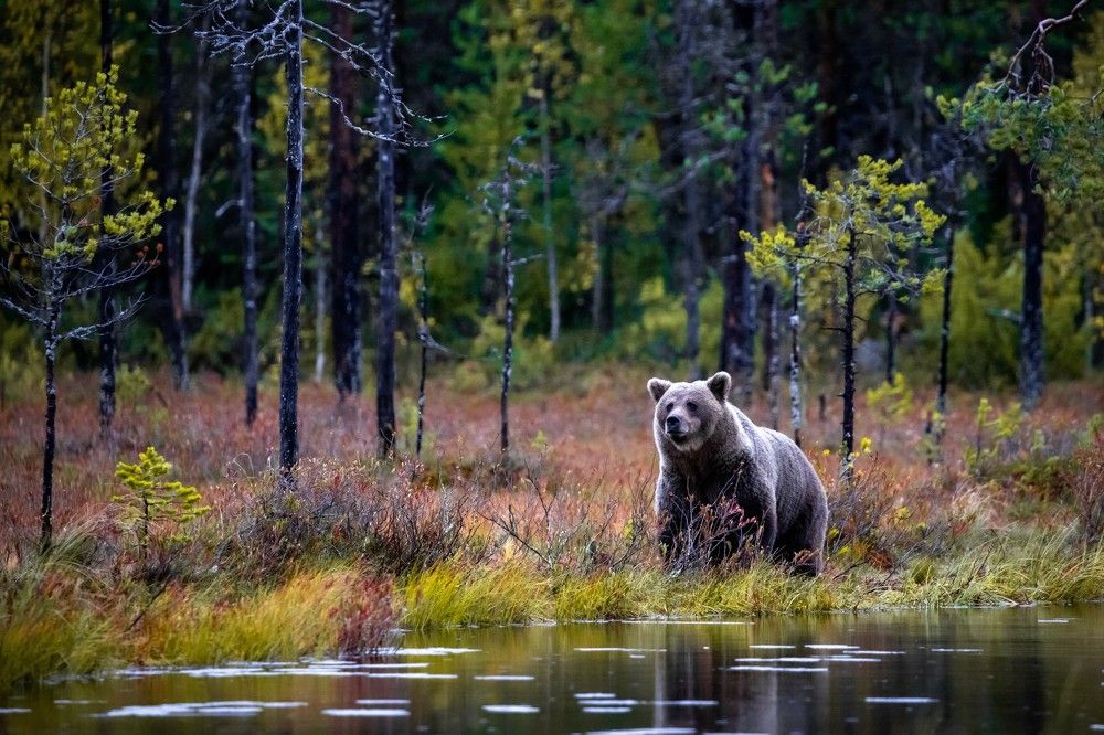 Photograph by Vita Potomova