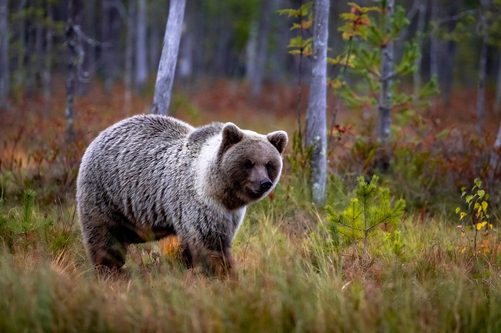 Photograph by Vita Potomova