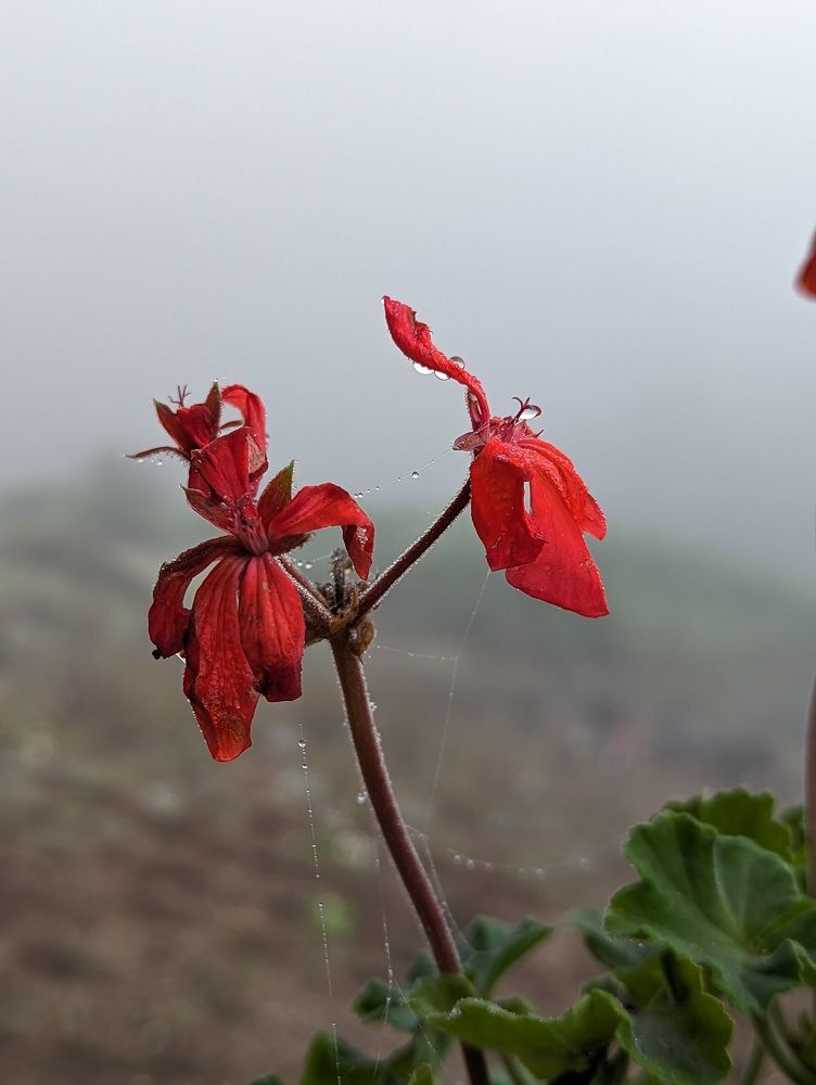 Photograph by Ghasem Borazjani
