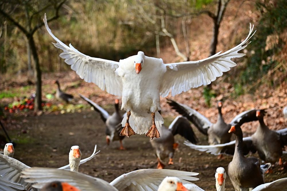 Photograph by Светлана Ивановна