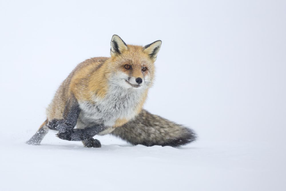 Photograph by Marco Rondi