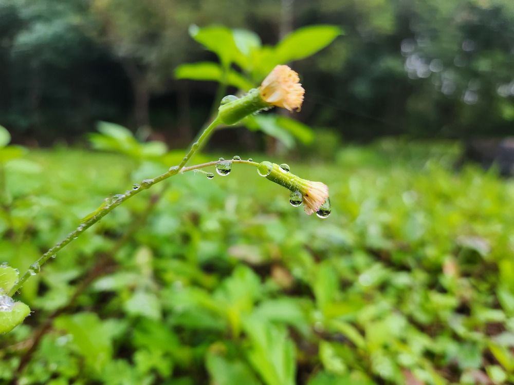 Yellow flower with glistening water droplets