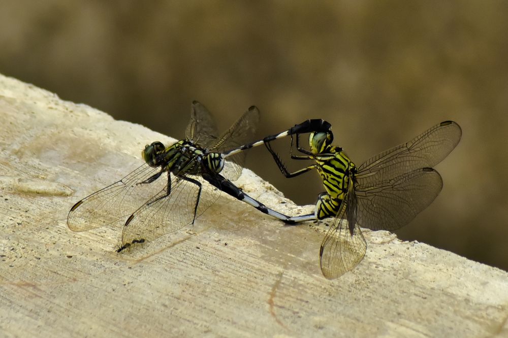 mating insects