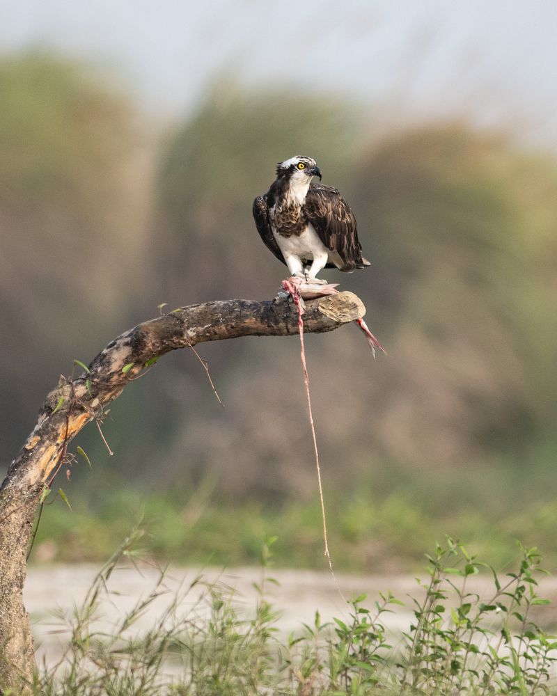 Spotted Hunter Osprey