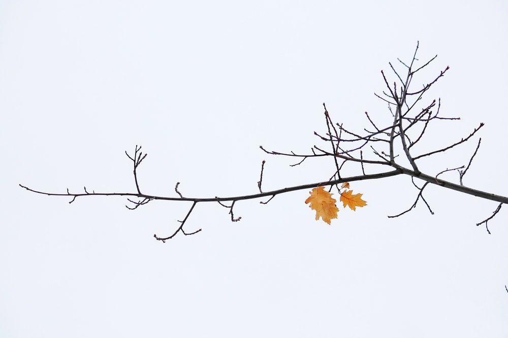 Фотография автора Елена Кириллова