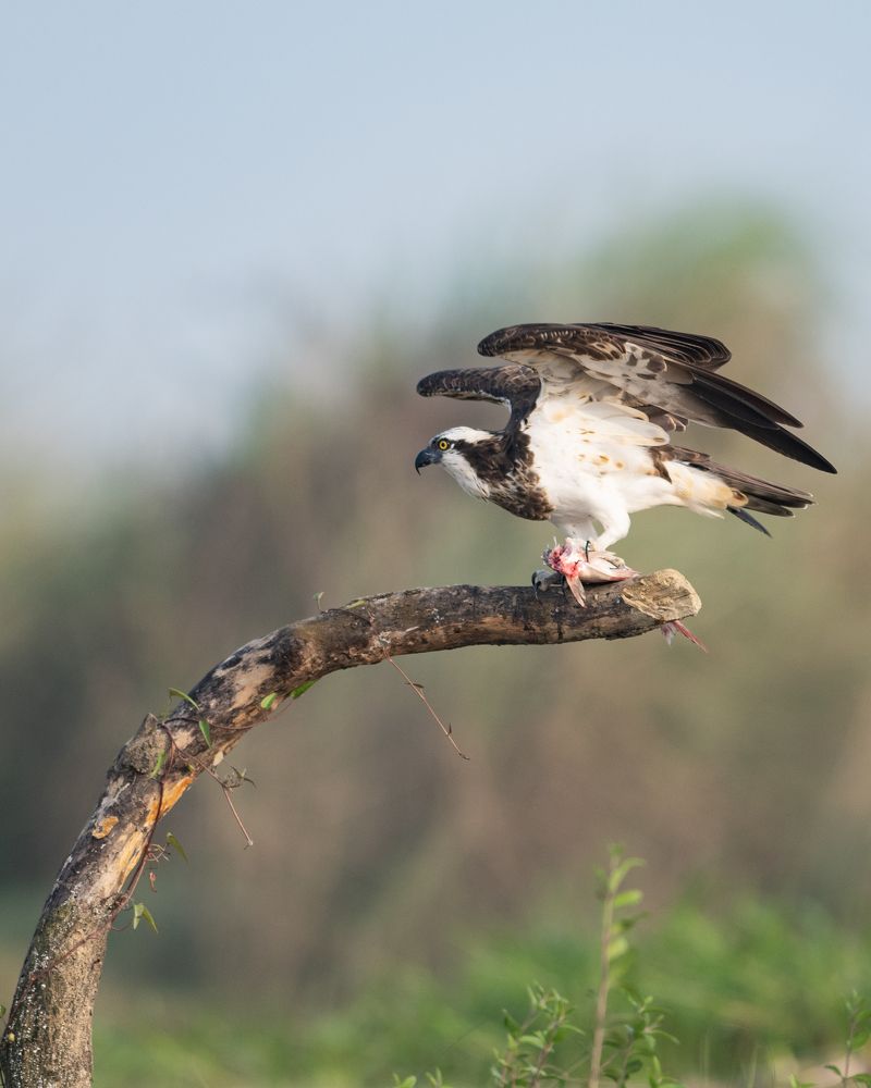 Photograph by TANMOY DAS