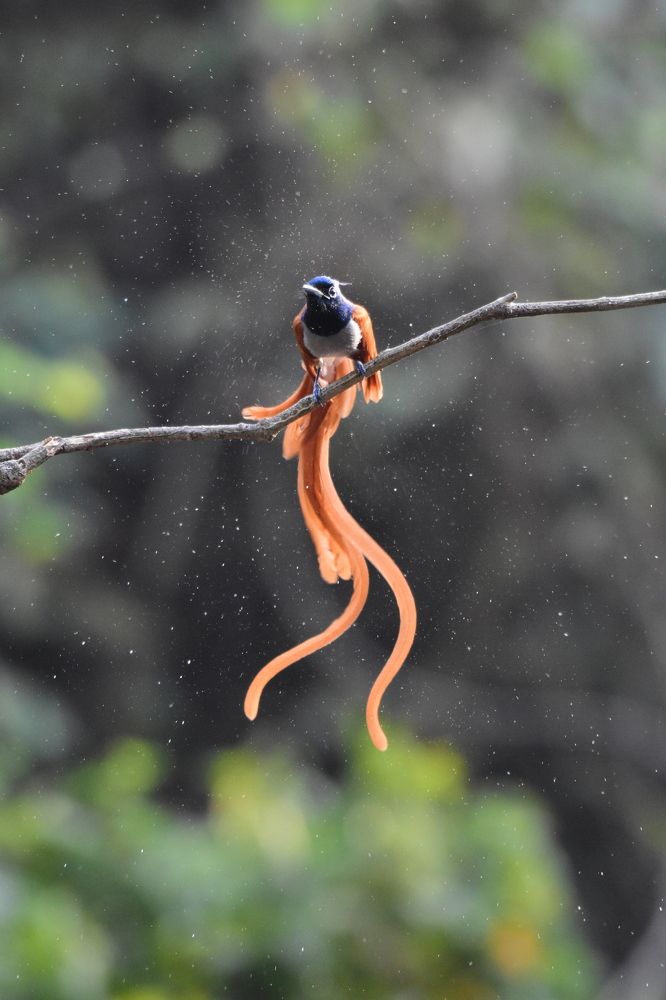Photograph by Biswanath Chatterjee
